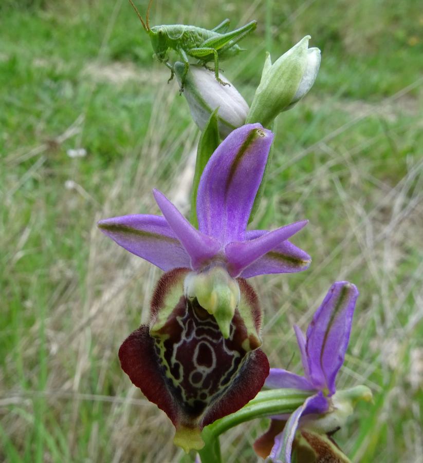 Ophrys holosericea (Burm.f.) Greuter2b.JPG