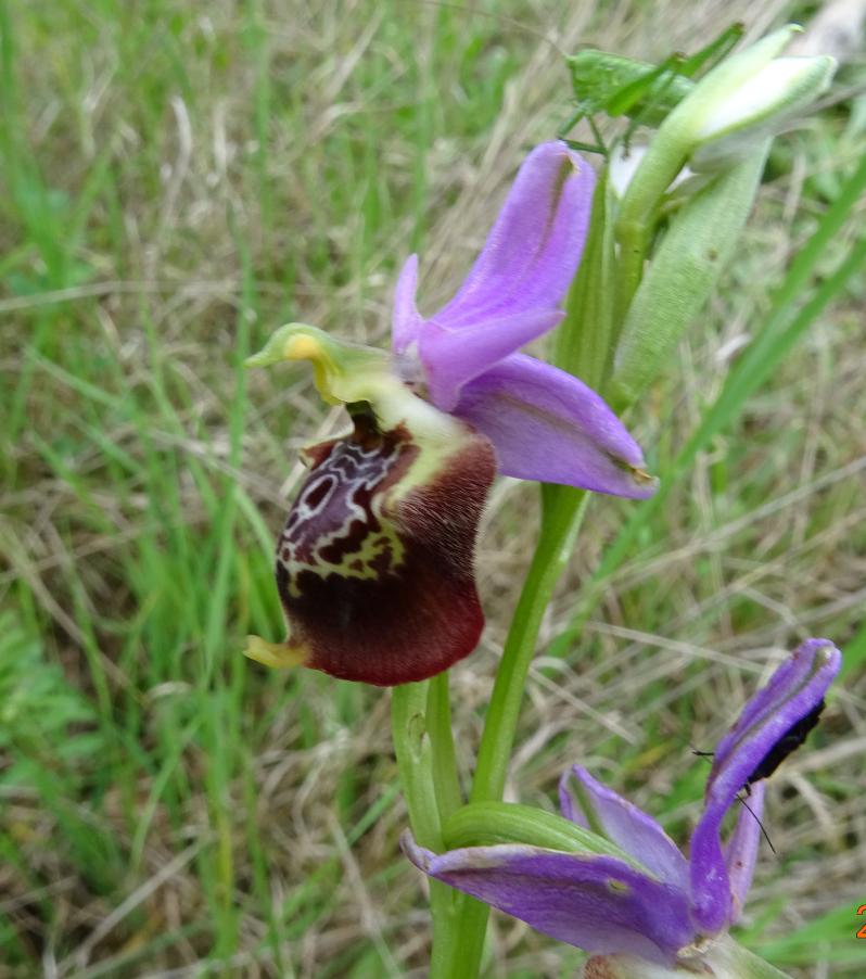 Ophrys holosericea (Burm.f.) Greuter3.JPG