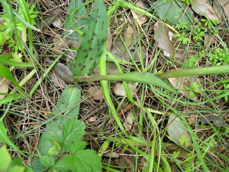 Neotinea maculata (3).JPG