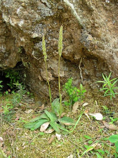Neotinea maculata (4).JPG