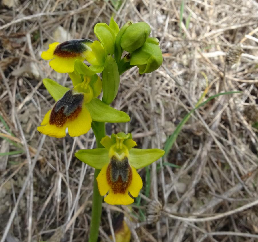 Ophrys lutea3.JPG