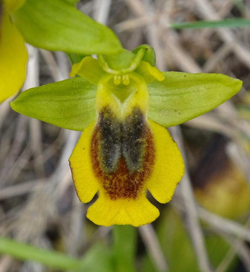 Ophrys lutea6.JPG