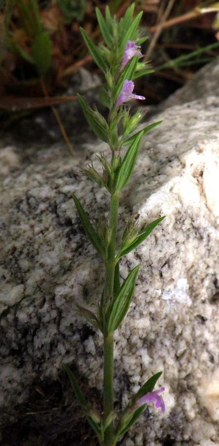 Micromeria graeca (L.) Benth. ex Rchb..JPG