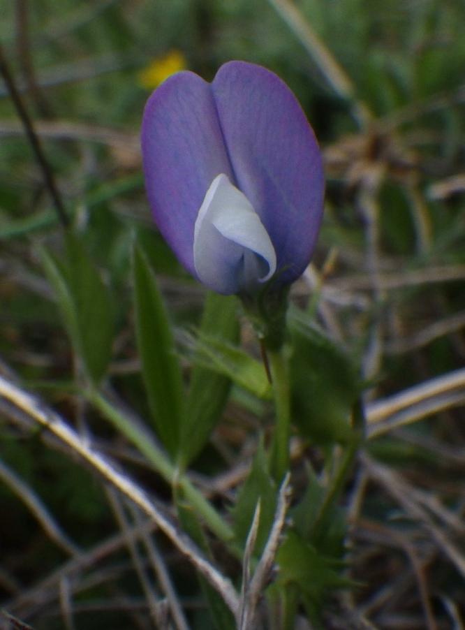 Vicia bithynica (L.) L. (2).JPG