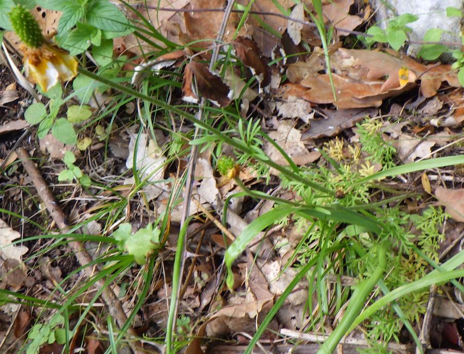 Ranunculus millefoliatus Vahl (2).JPG