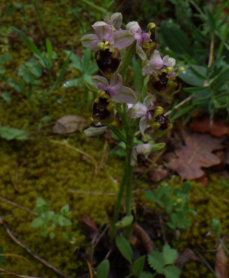 Ophrys tenthredinifera Willd..JPG