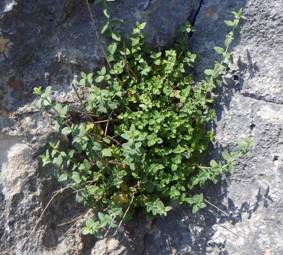 Clinopodium italicum (Huter) Bräuchler.JPG