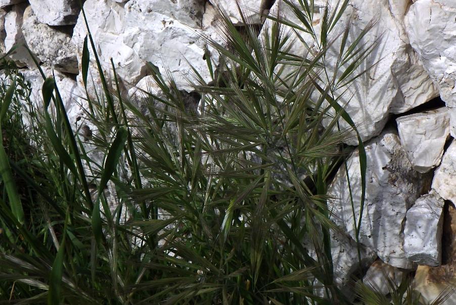 Anisantha madritensis (L.) Nevski subsp. madritensis (4).JPG