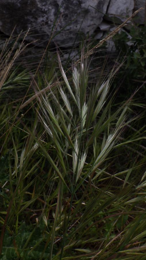 Anisantha madritensis (L.) Nevski subsp. madritensis.JPG