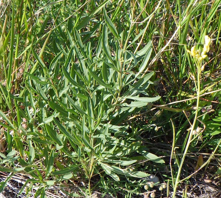Diplotaxis tenuifolia (L.) DC..JPG