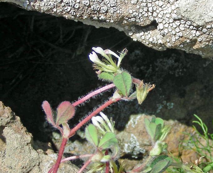Trifolium subterraneum (2).jpg