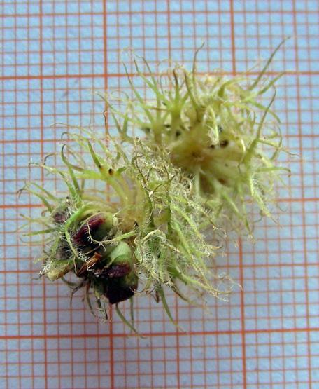 Trifolium subterraneum (13).jpg