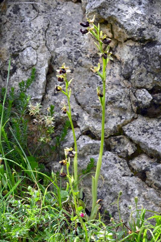 DSC_1040 Ophrys bertoloniformis.jpg