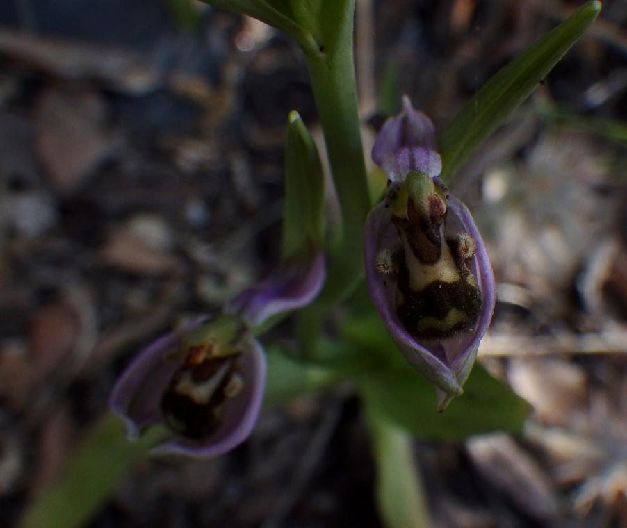 Ophrys (2).JPG