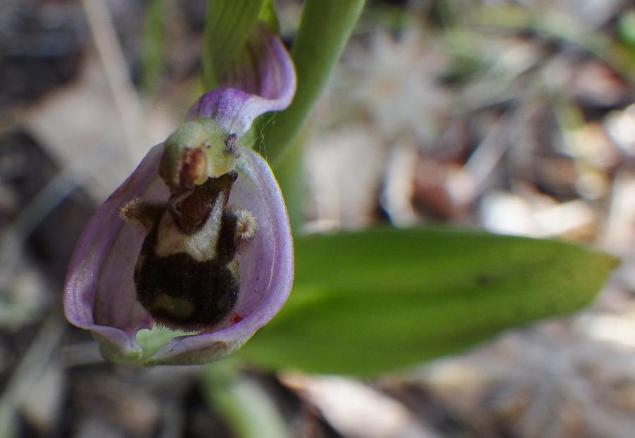 Ophrys (5).JPG