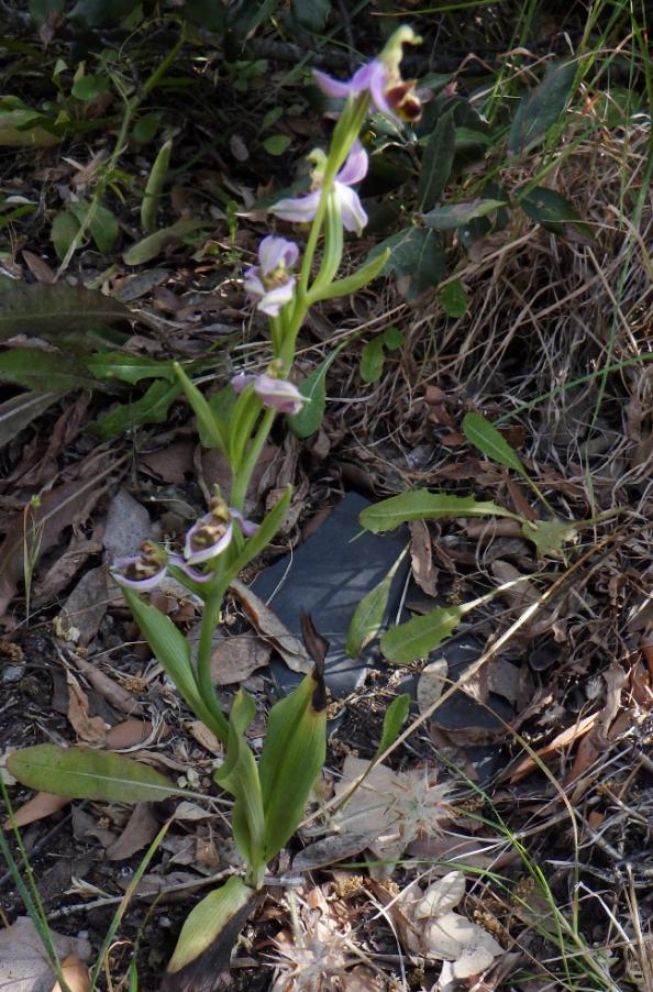 Ophrys (7).JPG