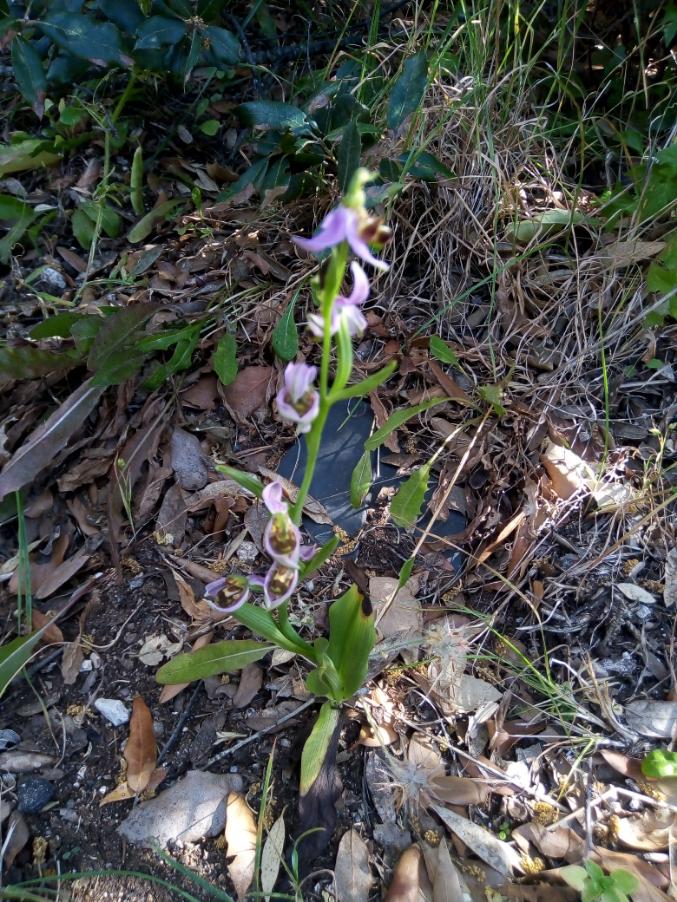 Ophrys (4).jpg