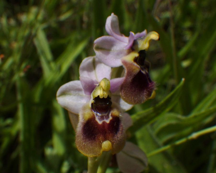 Ophrys (3).JPG