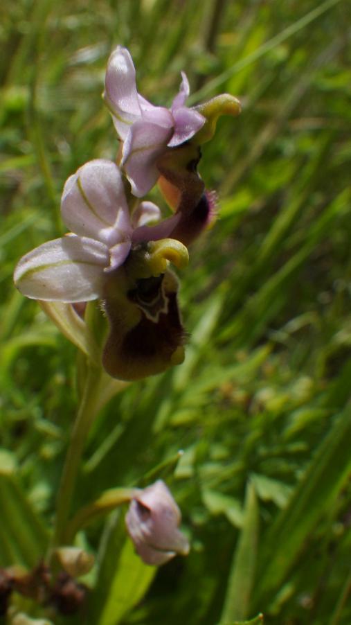 Ophrys (4).JPG