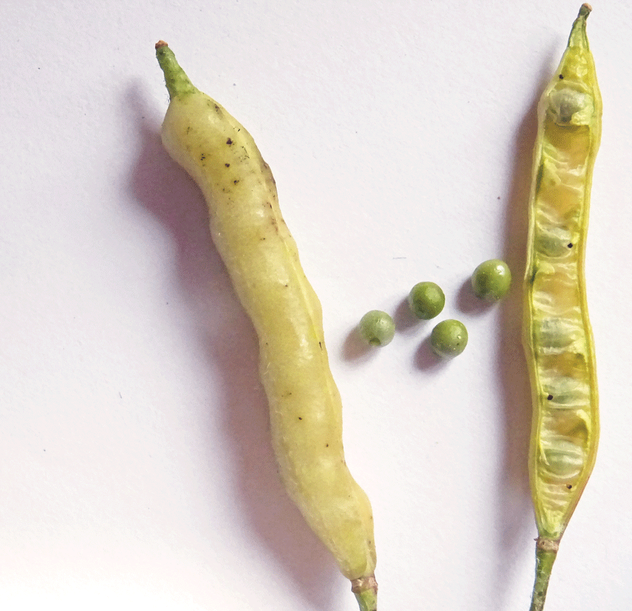 Brassica-villosa-subsp.-bivoniana-(Mazzola-&-Raimondo)-Raimondo-&-Mazzola.gif