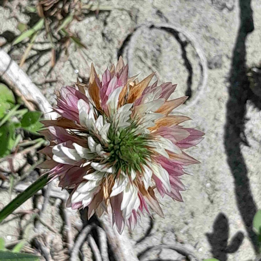 Trifolium mutabile5.jpg