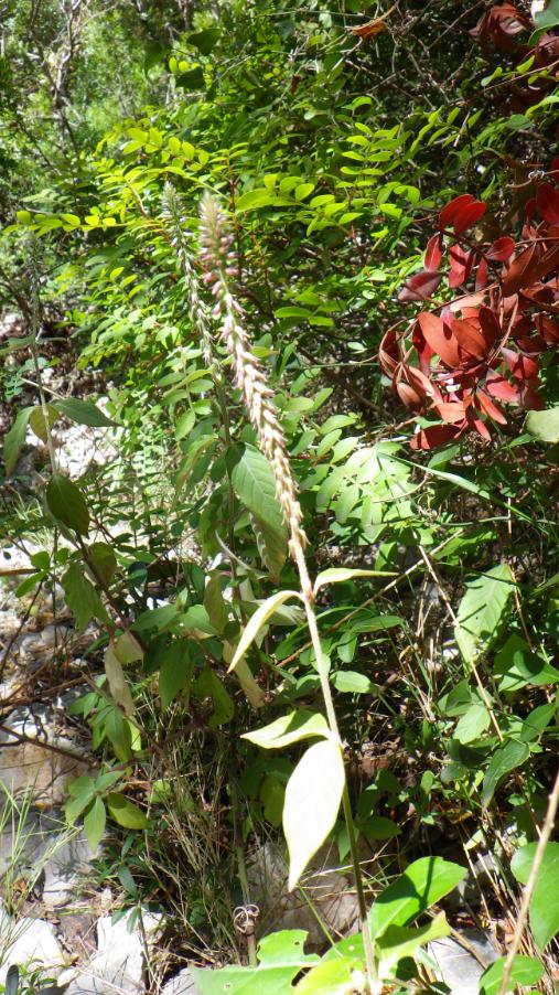 Achyranthes sicula (L.) All..JPG