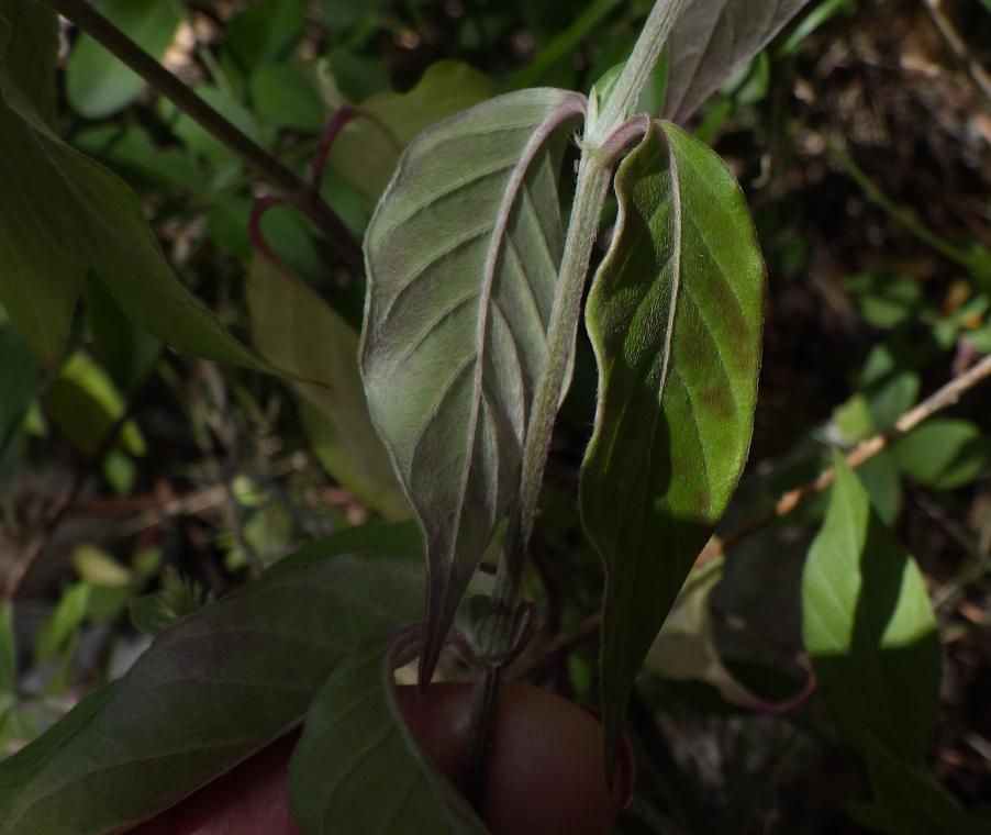 Achyranthes sicula (L.) All. (4).JPG