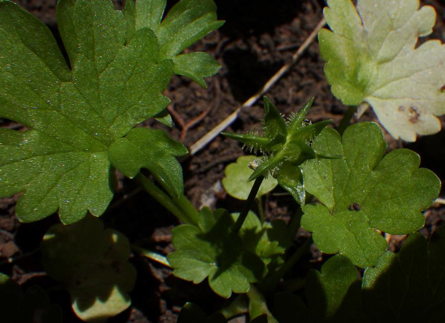 Ranunculus muricatus L..JPG
