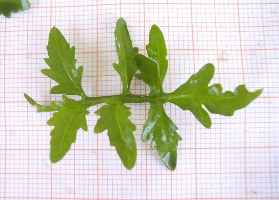 Rorippa sylvestris (L.) Besser--24-05-24-19.JPG