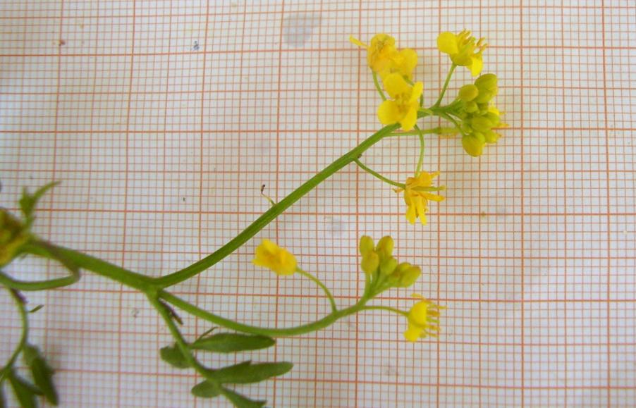 Rorippa sylvestris (L.) Besser--24-05-24-021.JPG