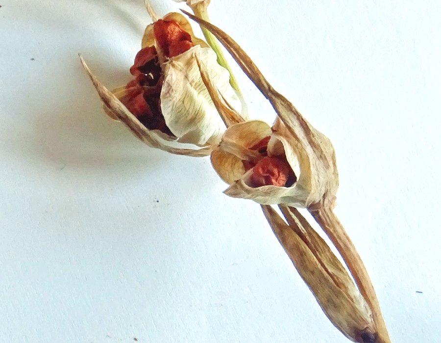 Gladiolus-italicus-Mill..gif