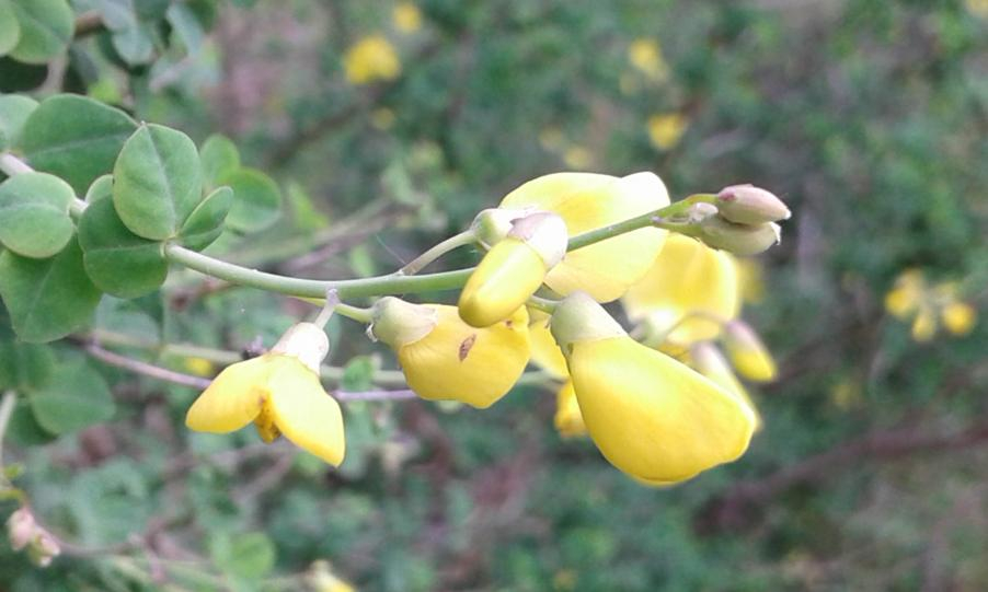 Cytisophyllum sessilifolium (L.) O. Lang 2018-05-07 San Ginesio fr. Gualduccio (2).jpg