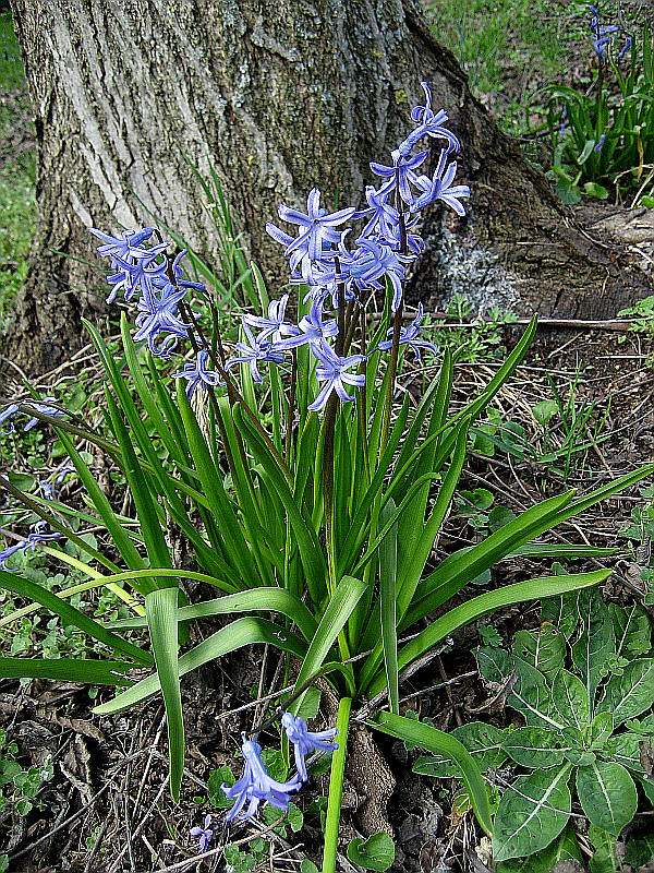 Hyacinthus_orientalis_100328_1.jpg