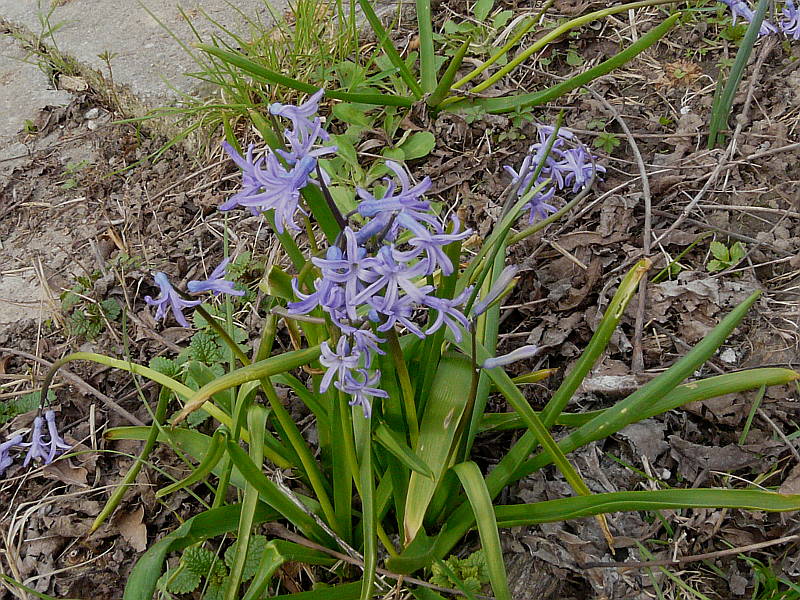Hyacinthus_orientalis_100328_9.jpg