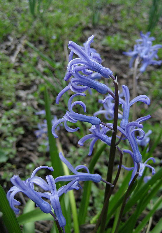 Hyacinthus_orientalis_100328_4.jpg
