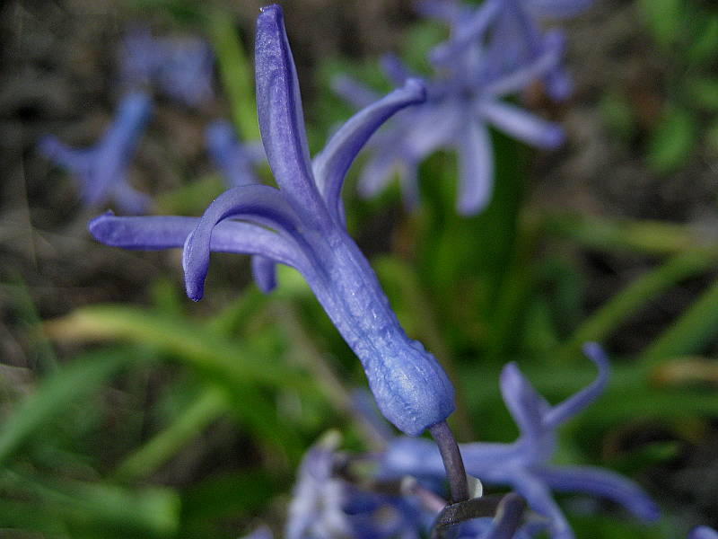 Hyacinthus_orientalis_100328_6.jpg