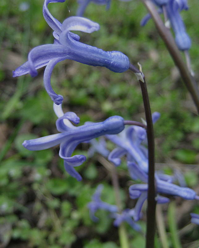 Hyacinthus_orientalis_100328_3.jpg